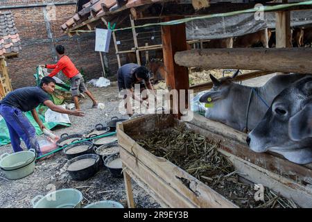 Bnatul, Indonesia. 26 giugno 2023. I commercianti preparano mangimi per animali in recinti per bestiame con un concetto di drive thru a Bantul. Il luogo in cui viene fornito l'animale sacrificale fornisce un servizio di ordine di asporto che consente ai clienti di portare gli ordini a casa senza dover lasciare il veicolo, per ridurre la trasmissione delle malattie tra bestiame e uomo. (Foto di Angga Budhiyanto/SOPA Images/Sipa USA) credito: SIPA USA/Alamy Live News Foto Stock