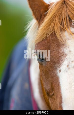 Vista frontale ravvicinata di una testa di cavallo. Foto Stock