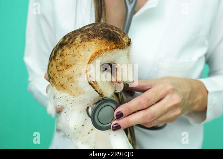 Foto di un gufo nella fotografia macro, foto del gufo del bambino ad alta risoluzione. Barn Owl (Tyto furcata o tyto alba), noto anche come Barn Owl, Catholic Owl, e. Foto Stock