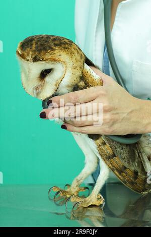 Foto di un gufo nella fotografia macro, foto del gufo del bambino ad alta risoluzione. Barn Owl (Tyto furcata o tyto alba), noto anche come Barn Owl, Catholic Owl, e. Foto Stock