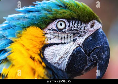 Vecchio uccello macaw brasiliano con pancia gialla e blu, nativo dell'Amazzonia Foto Stock