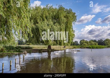 Salice piangente che cresce sulla riva dello stagno di Heron nel Budhy Park, vicino a Londra, Regno Unito Foto Stock