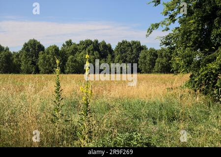 Campo di grano delimitato da fiori selvatici con un boschetto a distanza in estate nella campagna italiana Foto Stock