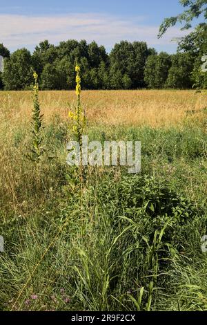 Campo di grano delimitato da fiori selvatici con un boschetto a distanza in estate nella campagna italiana Foto Stock