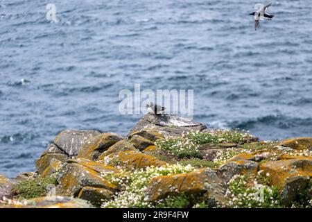 Puffin Atlantico (F. arctica), Isola di maggio, Firth of Forth, Scozia, Regno Unito Foto Stock