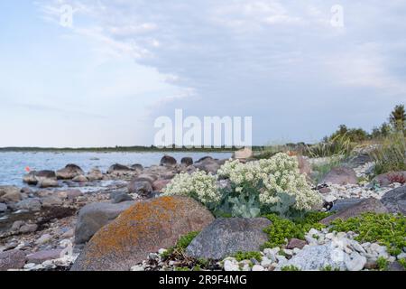 Spiaggia di pietra con piante di cavolo marino in fiore (Crambe maritima) che crescono in riva al mare. Foto Stock