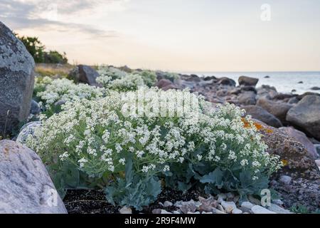 Spiaggia di pietra con piante di cavolo marino in fiore (Crambe maritima) che crescono in riva al mare. Foto Stock