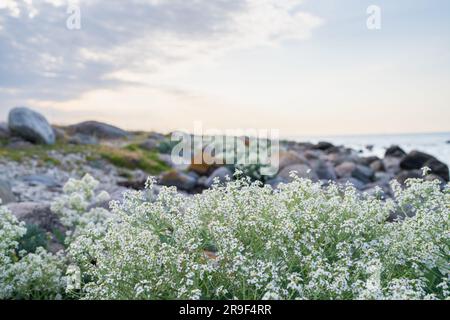 Spiaggia di pietra con piante di cavolo marino in fiore (Crambe maritima) che crescono in riva al mare. Foto Stock