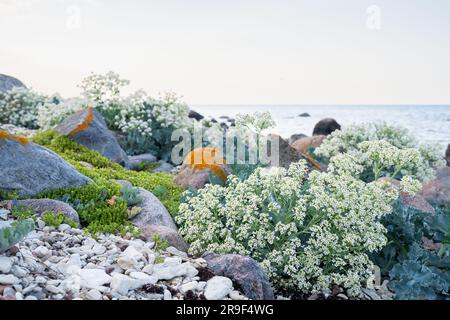 Spiaggia di pietra con piante di cavolo marino in fiore (Crambe maritima) che crescono in riva al mare. Foto Stock