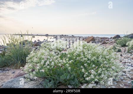 Spiaggia di pietra con piante di cavolo marino in fiore (Crambe maritima) che crescono in riva al mare. Foto Stock