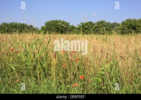 Campo di grano delimitato da fiori selvatici con un boschetto a distanza in estate nella campagna italiana Foto Stock