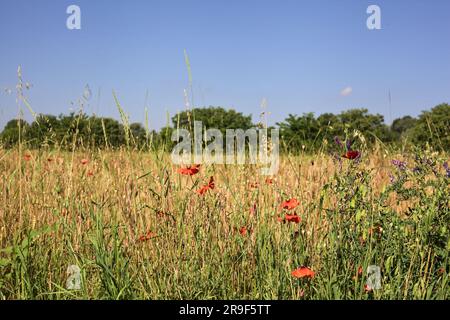 Campo di grano delimitato da fiori selvatici con un boschetto a distanza in estate nella campagna italiana Foto Stock