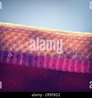 Struttura della pelle umana. La pelle è l'organo più grande del corpo. L'epidermide agisce come barriera protettiva contro gli agenti patogeni e svolge un ruolo chiave Foto Stock
