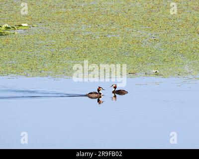 Grebe crestata, Haubentaucher, Grèbe huppé, Podiceps cristatus, búbos vöcsök, Hortobágy, Ungheria, Magyarország, Europa Foto Stock