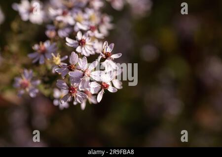 Un primo piano vibrante di fiori di Ranunculus su uno sfondo scuro, che offre un bellissimo contrasto di colori Foto Stock