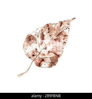 Consistenza naturale della foglia di pioppo marrone autunnale isolata su sfondo bianco. Illustrazione ad acquerello botanico dell'impronta del lembo autunnale per poster Foto Stock