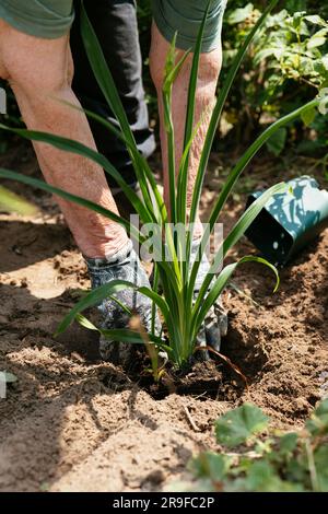 Donna che piantava Hemerocallis «Green Flutter», in un giardino. Foto Stock