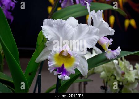 Foto di bellissimi fiori di orchidea bianchi tripici con petali viola e foglie verdi Foto Stock
