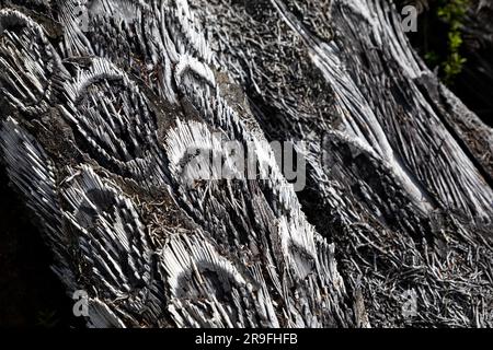 Vicino a modelli di legno bruciato pietrificato a te Waikoropupu Springs, noto anche come Pupu Spings, vicino a Tākaka, Golden Bay, Tasman, nuova Zelanda. Foto: Rob Watkins Foto Stock