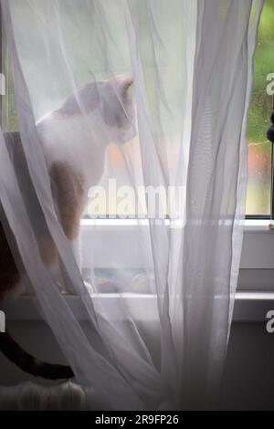 Gatto calico tricolore che guarda fuori dalla finestra con una tenda bianca in una giornata di sole. Adorabile pussycat bianco/giallo seduto sul grembiule. Foto Stock