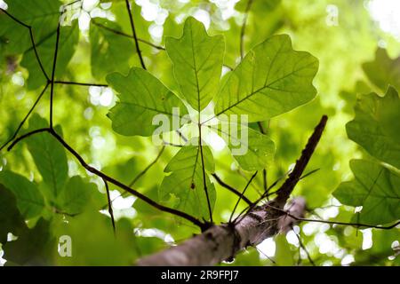 Un albero di quercia del Blackjack (Quercus marilandica) nella foresta del North Carolina mostra le sue caratteristiche foglie a forma di blackjack a tre lobi. Foto Stock