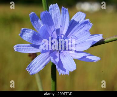 La cicoria (Cichorium intybus) fiorisce in natura in estate Foto Stock