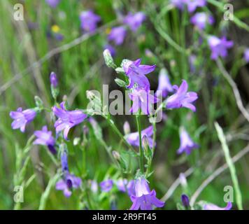 Le campane (Campanula) fioriscono in natura in estate Foto Stock