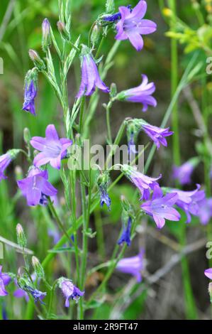 Le campane (Campanula) fioriscono in natura in estate Foto Stock