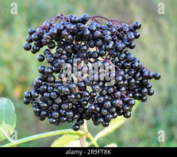 Mazzo di elderberries con frutti di bosco maturi Foto Stock