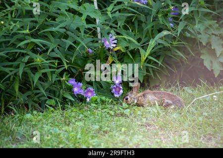 Un giovane coniglio di coda di cotone orientale (Sylvilagus floridanus) stuzzica il trifoglio sotto i fiori viola dell'Aster di Stokes (Stokesia laevis) in un giardino Foto Stock