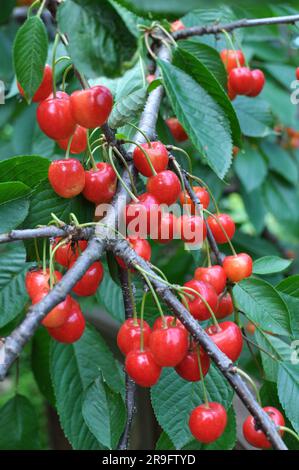 Su un ramo d'albero, frutti di bosco maturi, ciliegia dolce (Prunus avium) Foto Stock