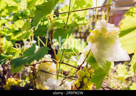 Mazzo di uva verde deliziosa in una borsa protettiva appesa in giardino autunnale. Salvare la frutta da insetti e parassiti Foto Stock