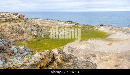 Foresta pietrificata vicino a Portland, Australia Foto Stock