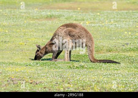 Kangaroo Island's Kangaroo pascolo a Fllinders Chase Foto Stock