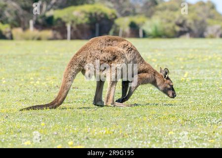 Kangaroo Island's Kangaroo pascolo a Fllinders Chase Foto Stock