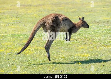 Kangaroo Island's Kangaroo pascolo a Fllinders Chase Foto Stock