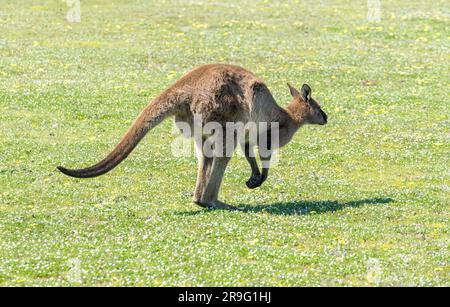 Kangaroo Island's Kangaroo pascolo a Fllinders Chase Foto Stock