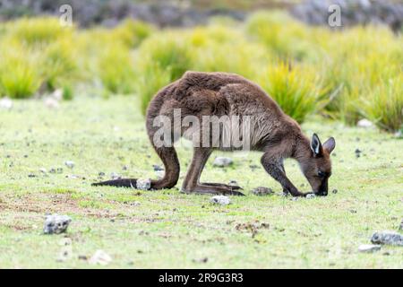 Kangaroo Island's Kangaroo pascolo a Fllinders Chase Foto Stock