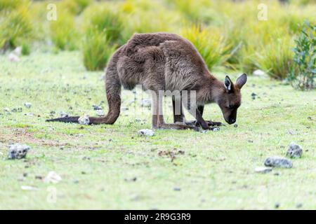 Kangaroo Island's Kangaroo pascolo a Fllinders Chase Foto Stock