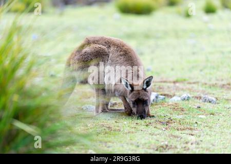 Kangaroo Island's Kangaroo pascolo a Fllinders Chase Foto Stock