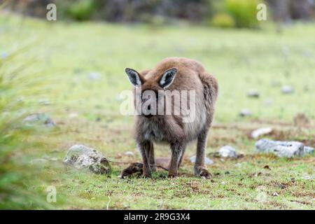 Kangaroo Island's Kangaroo pascolo a Fllinders Chase Foto Stock