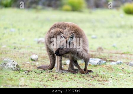 Kangaroo Island's Kangaroo pascolo a Fllinders Chase Foto Stock