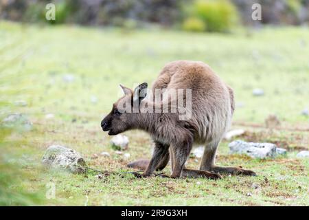 Kangaroo Island's Kangaroo pascolo a Fllinders Chase Foto Stock