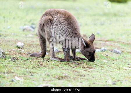 Kangaroo Island's Kangaroo pascolo a Fllinders Chase Foto Stock