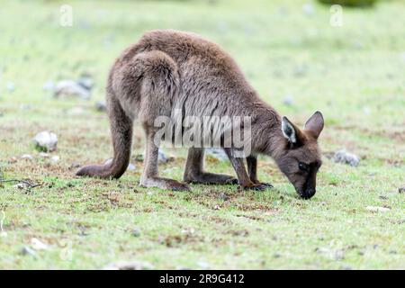 Kangaroo Island's Kangaroo pascolo a Fllinders Chase Foto Stock