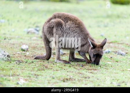 Kangaroo Island's Kangaroo pascolo a Fllinders Chase Foto Stock