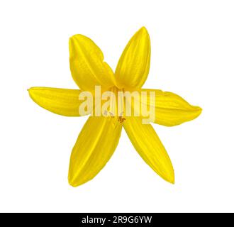 Fiore estivo di giglio giallo isolato su sfondo bianco con sentiero di ritaglio. Hemerocallis lilioasphodelus. Erbe perenni fiorite. Giallo Foto Stock