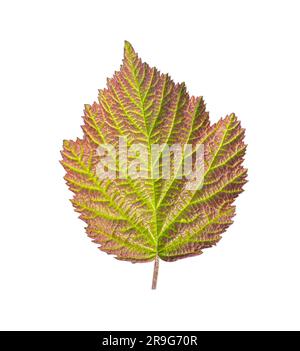 Foglia di blackberry. Lamella con tracciato di ritaglio. Foto macro studio BlackBerry Leaf. Profondità di campo completa Foto Stock