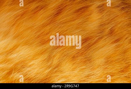 Grazioso sfondo con trama ginger. Primo piano della soffice pelliccia di gatto di zenzero tabby. Foto Stock
