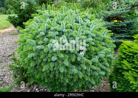 Picea sitchensis 'Tenas', compatta, sferica, abete in giardino di conifere Foto Stock